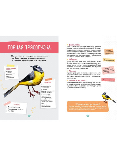 Птицы