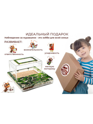 Муравьиная ферма БОЛЬШАЯ sheet (зеленая)